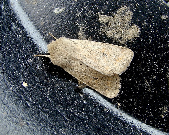 small quaker